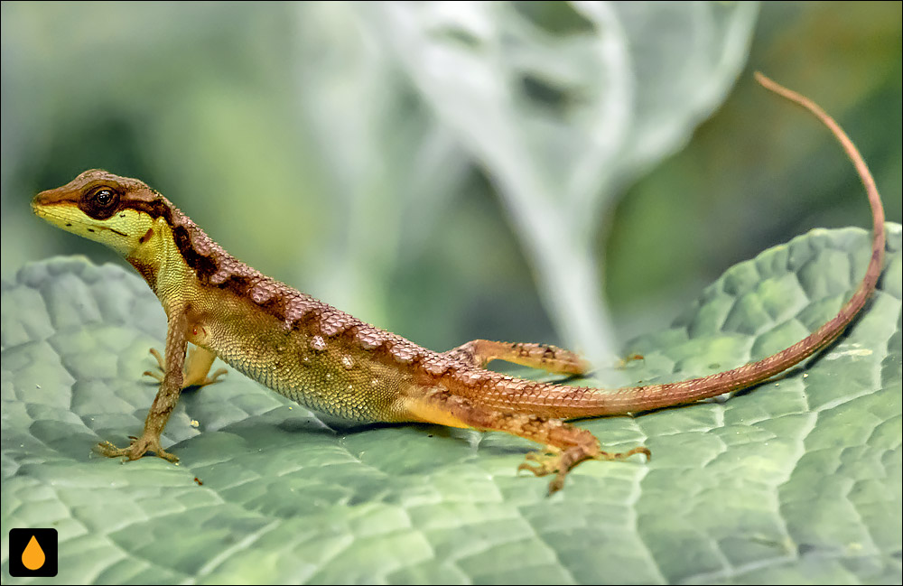 آنول پولک‌پشت