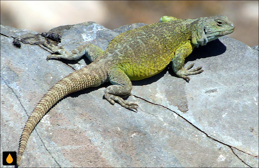 چاکوالای درهی ریسیلو