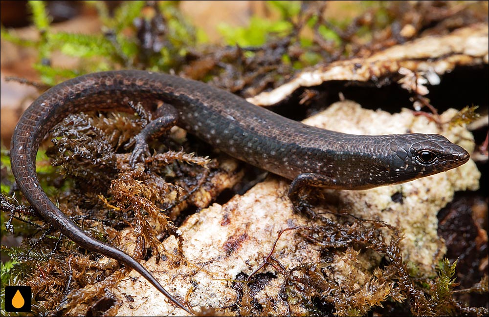 سقنقورسایهی پوزهگوهای