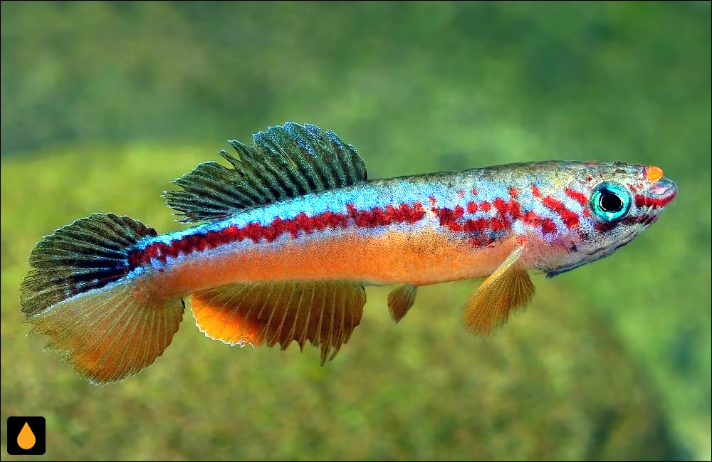 Fundulopanchax avichang