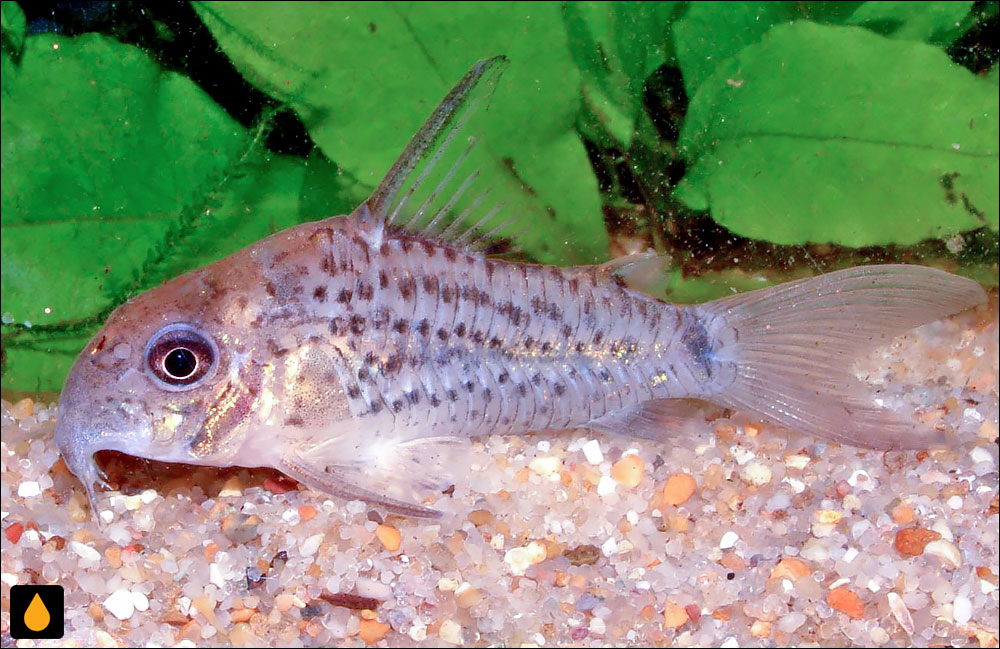 Corydoras osteocarus