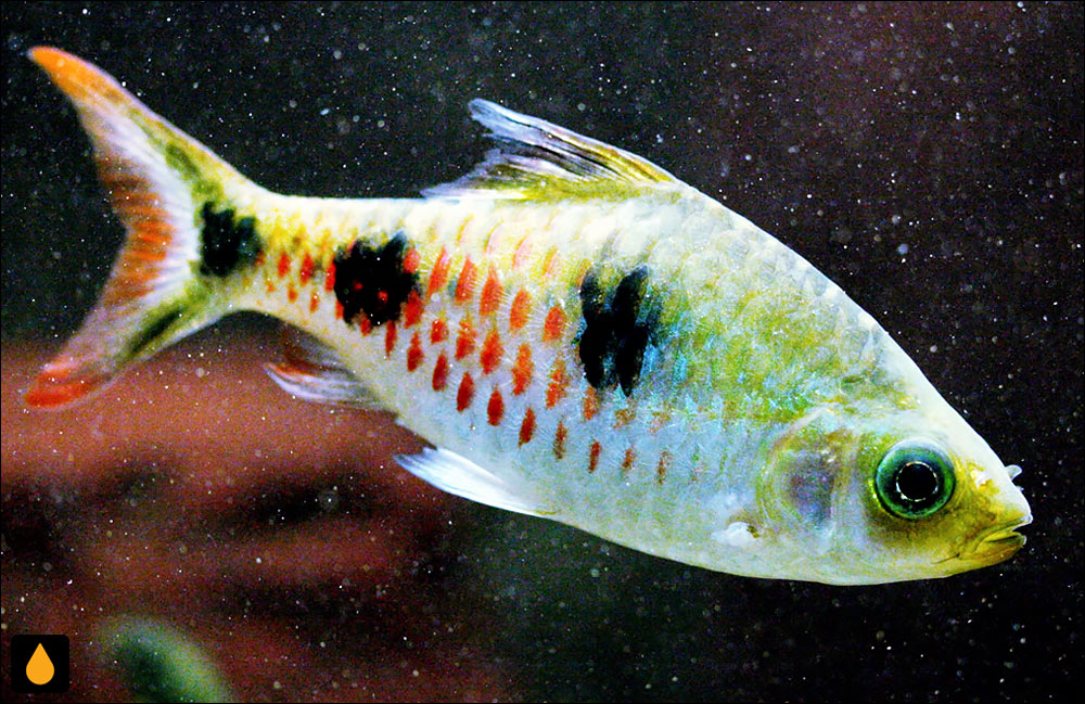 Dawkinsia rubrotincta