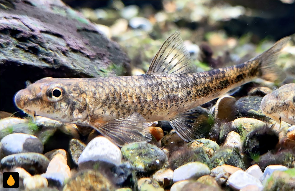 Microphysogobio linghensis