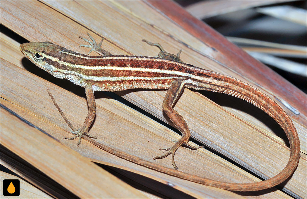 آنول چمنی پنجخط (آنول پولکماری)