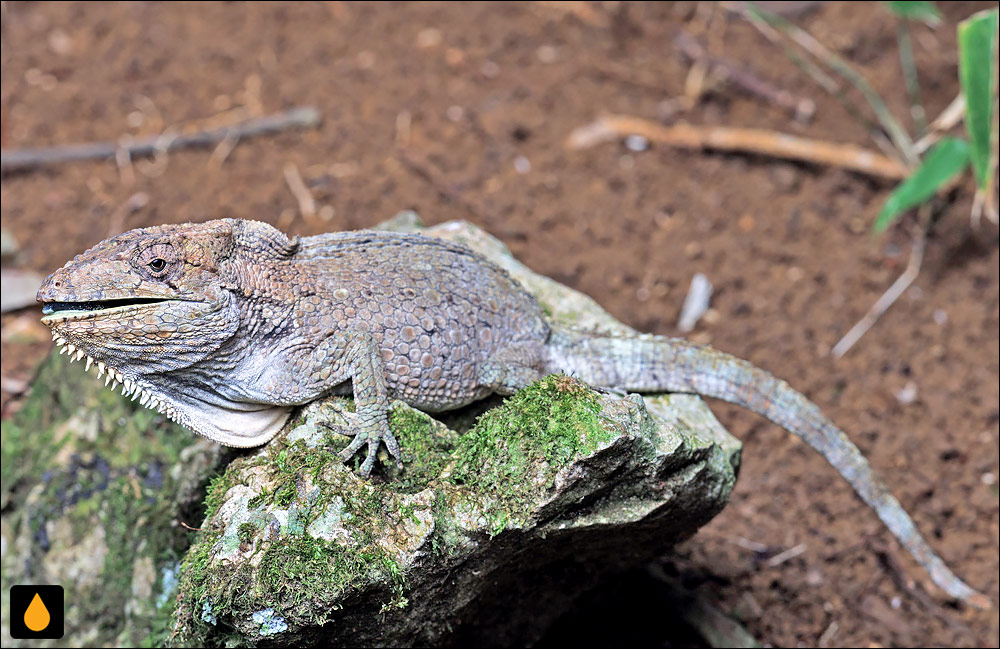 آنول ریشدار غربی (آفتابپرست دروغین کوبایی)