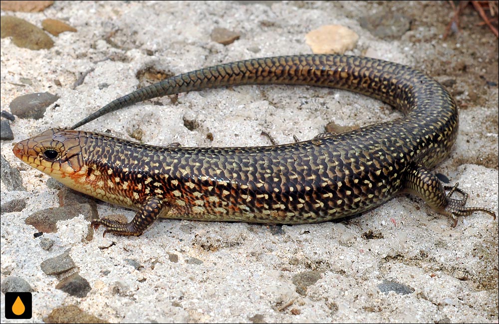 سقنقور دم‌آبی چینی