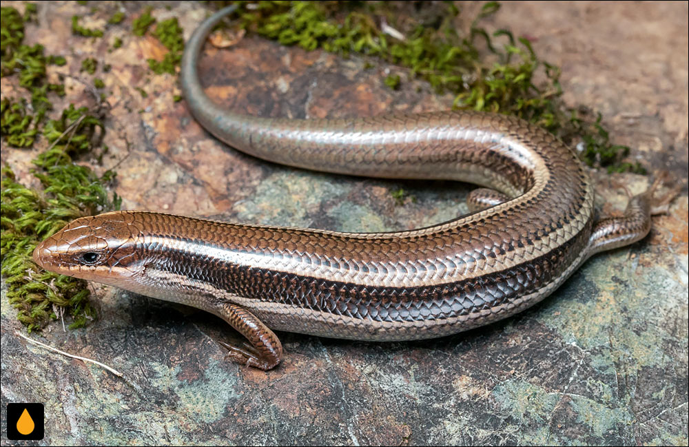 سقنقور غربی