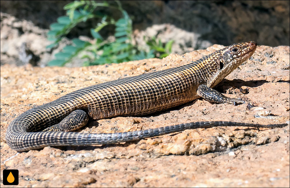 مارمولک پولک‌پوست غول‌پیکر غربی