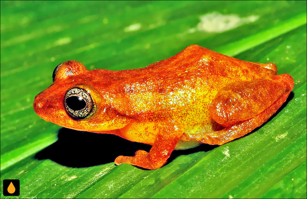 Raorchestes uthamani