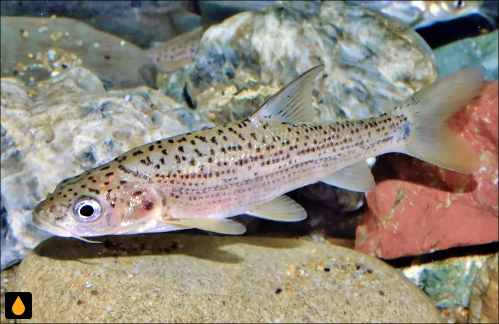 Percocypris pingi