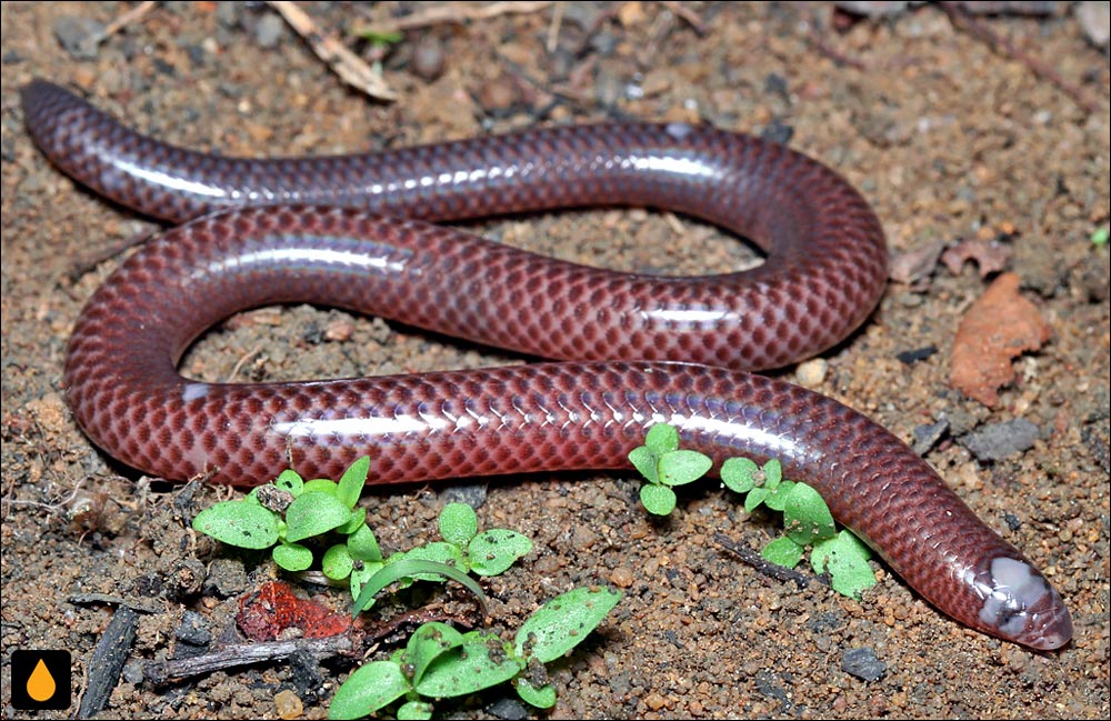 سقنقور دالان‌ساز بزرگ‌پولک