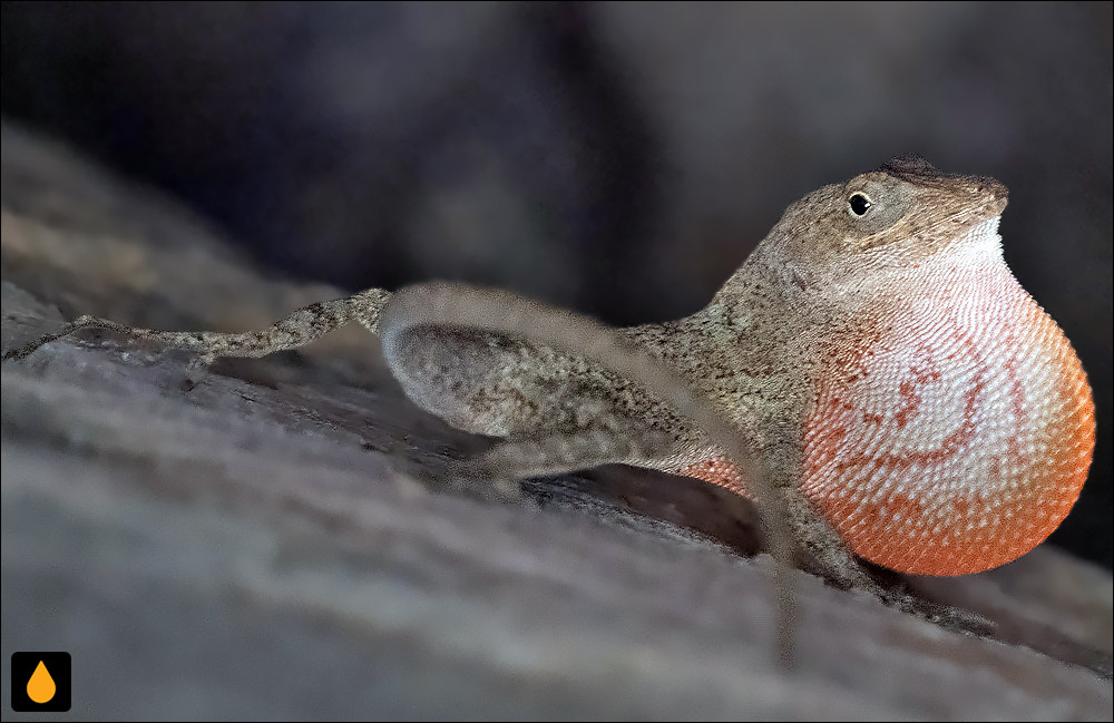 آنول تنومند بادبزن‌سرخ