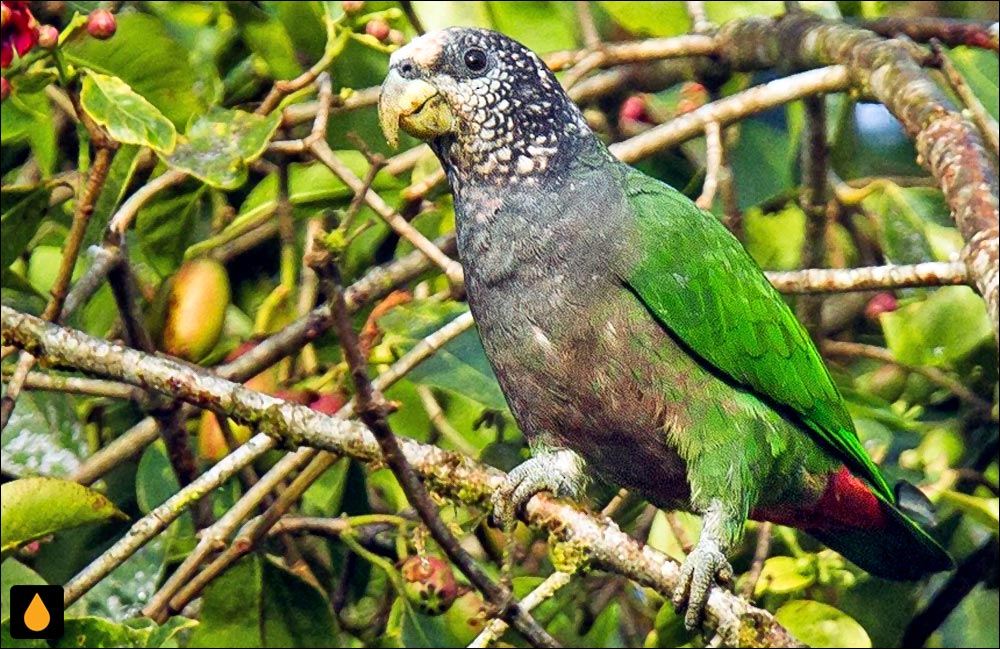 طوطی کلاه‌سفید