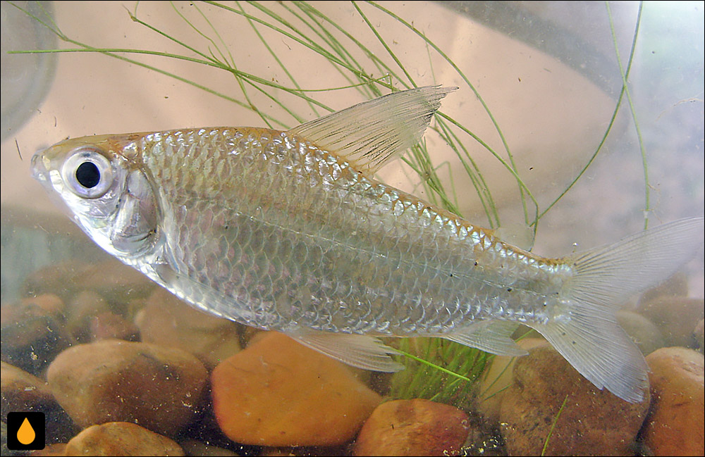 Curimatella immaculata