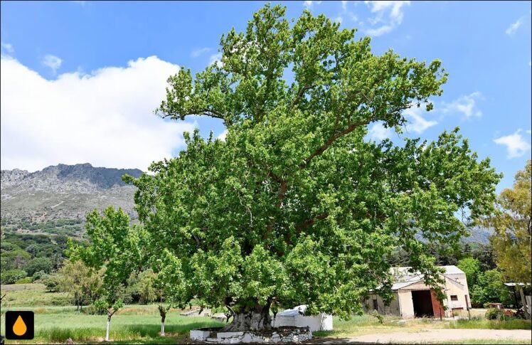 داستان کوتاه چنار در خانه‌اش را نمی‌بیند