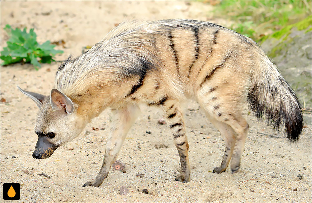 گرگ خاکی (پستانداری از خانواده‌ی کفتاران)