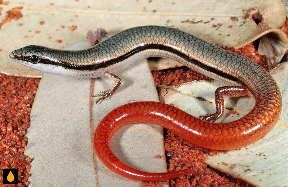 لغزنده‌ی برازنده