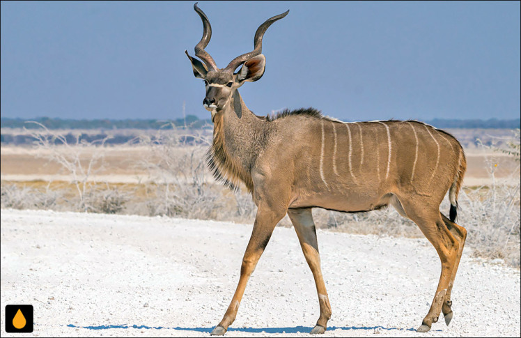 کودوی بزرگ (پستانداری از خانواده‌ی گاوان)