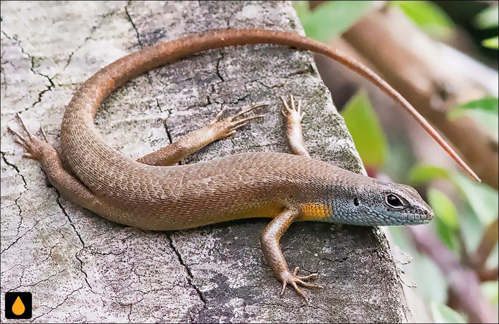 مابویای گینه