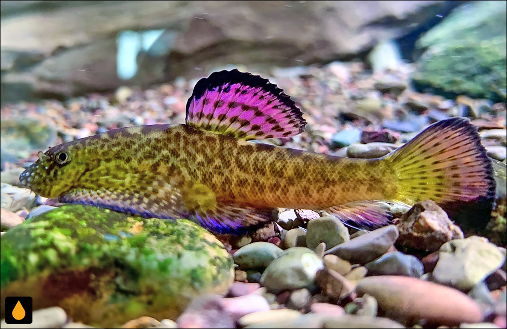 Pseudogastromyzon laticeps