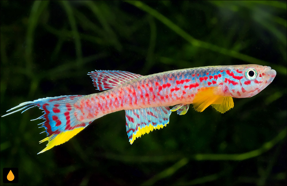 Aphyosemion campomaanense