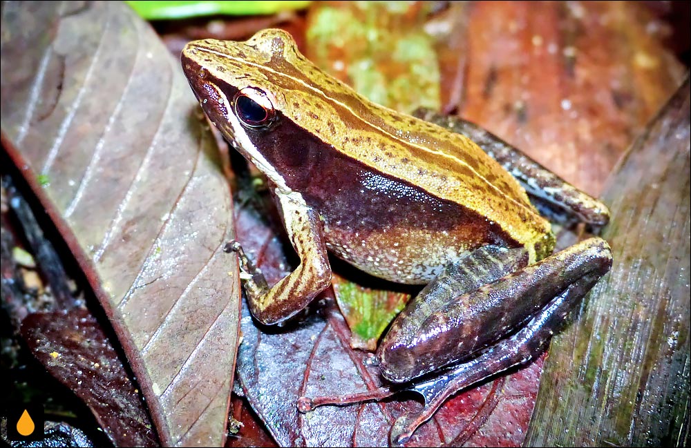 Mantidactylus melanopleura