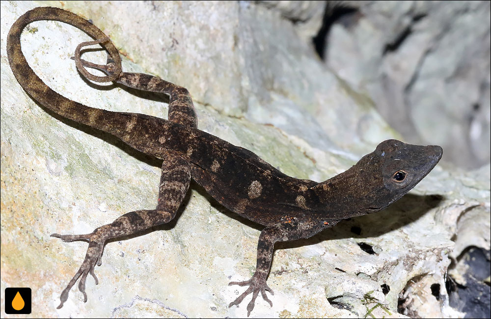 آنول صخره‌ای بادبزن‌سرخ