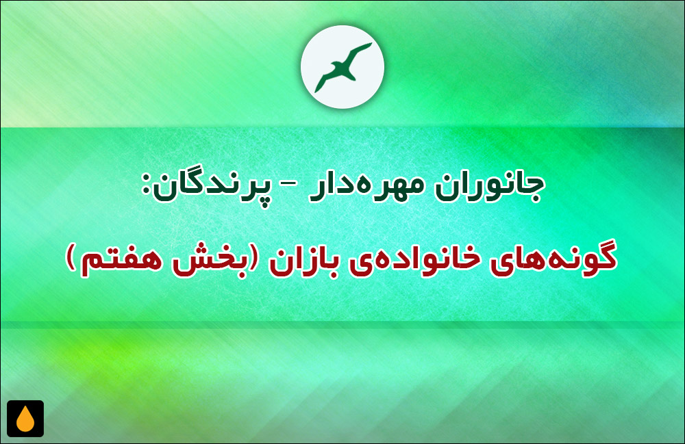 جانوران مهره‌دار - پرندگان: گونه‌های خانواده‌ی بازان (بخش هفتم)