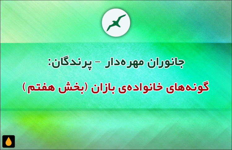 جانوران مهره‌دار - پرندگان: گونه‌های خانواده‌ی بازان (بخش هفتم)