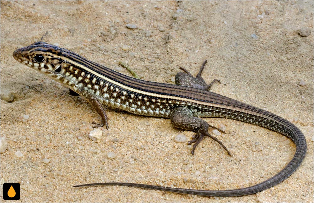 مارمولک کمربنددار کارستن