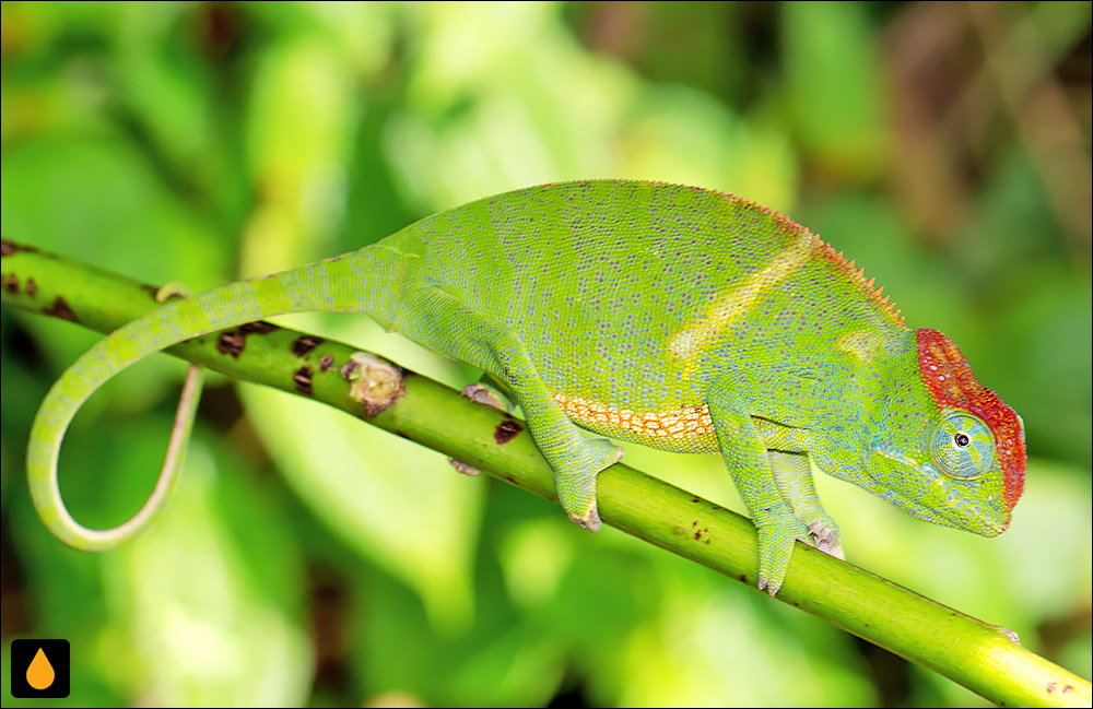 Furcifer bifidus