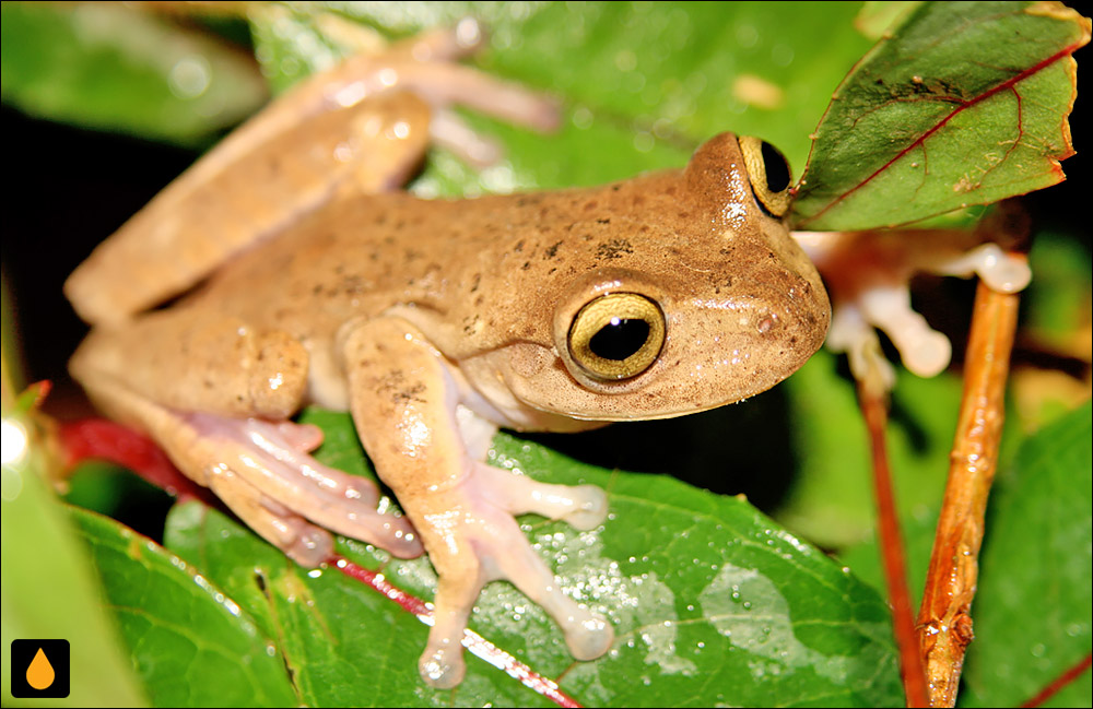 Bokermannohyla ahenea