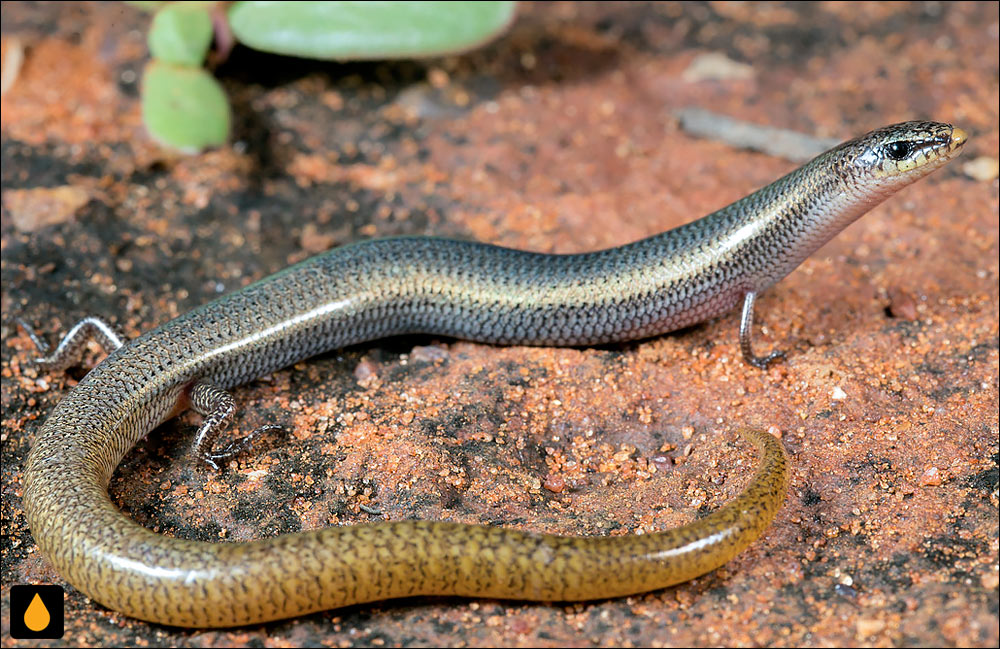 لغزنده‌ی دشت بیابانی