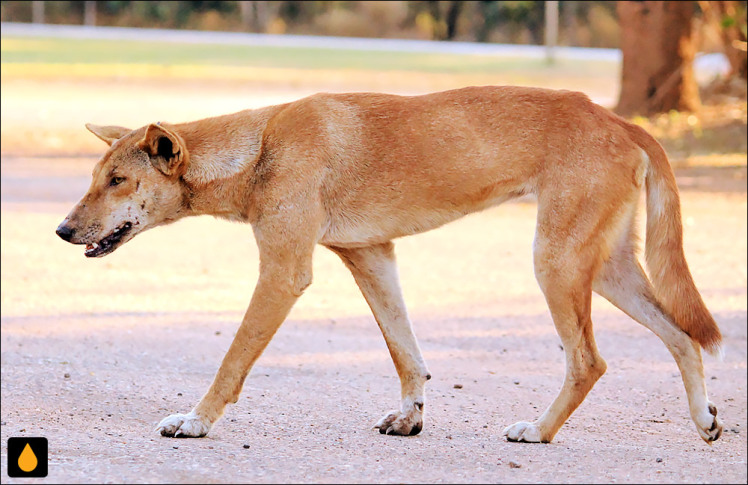 دینگو (پستانداری از خانواده‌ی سگان)