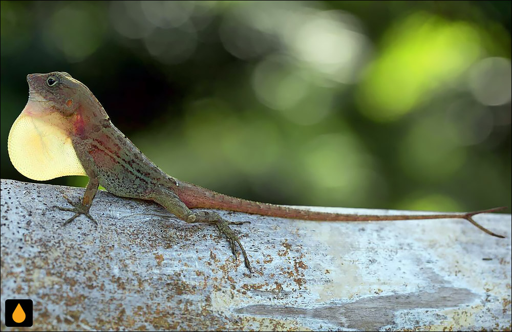 آنول تنومند هیسپانیولایی (آنول تنومند تیبورون)