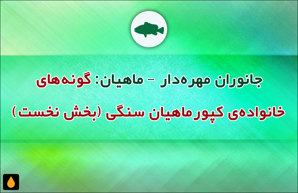 جانوران مهره‌دار - ماهیان: گونه‌های خانواده‌ی کپورماهیان سنگی (بخش نخست)