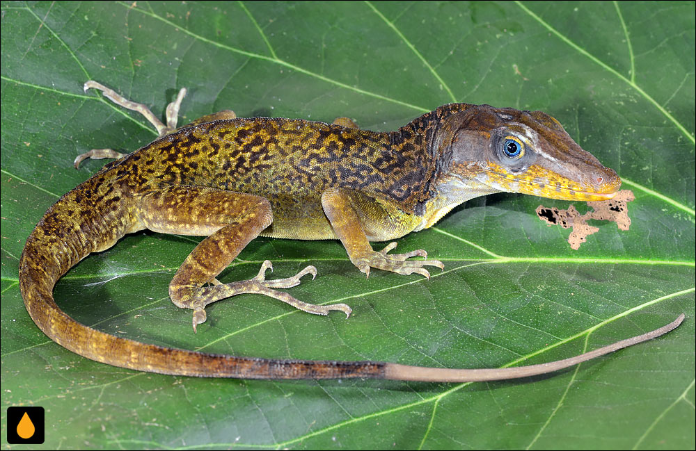 آنول وینالس (آنول جویباری کوبایی)