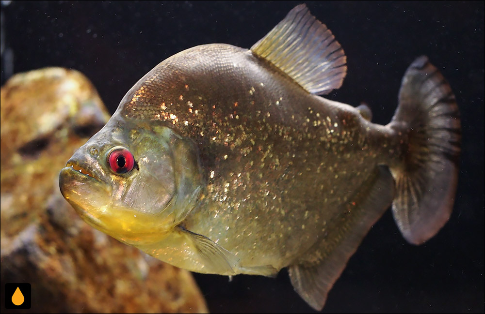 Serrasalmus spilopleura