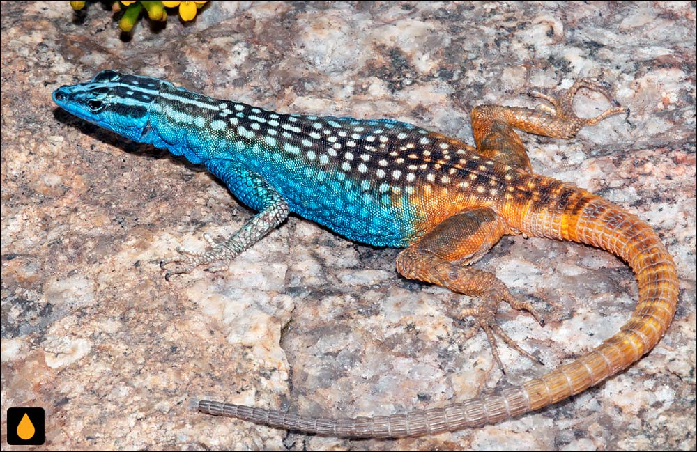 مارمولک تخت اتنبرو