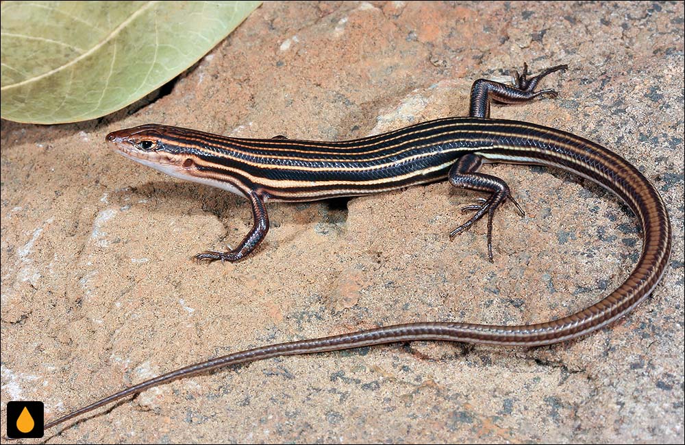 گوش‌شانه‌ای ده‌خط