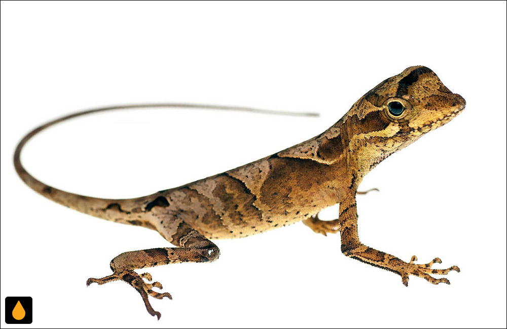 آنول پولکطلایی