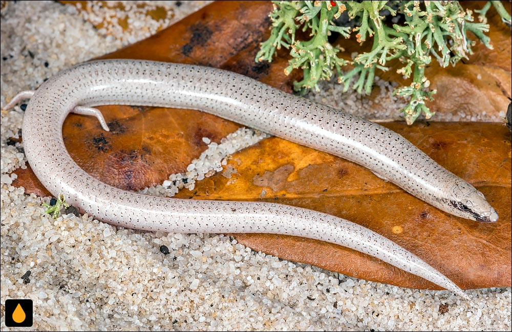 سقنقور شنی فلوریدا