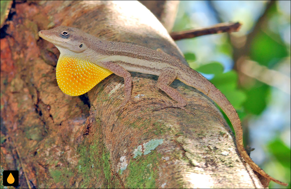 آنول بلوفیلد (آنول شکماپالی جامائیکایی)