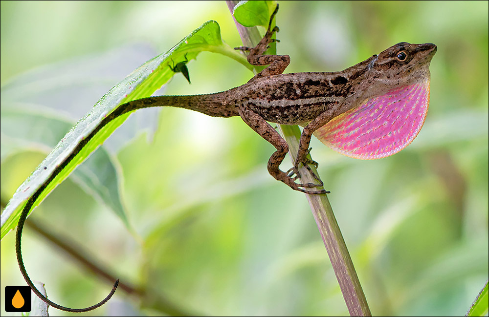 آنول زاپوتک