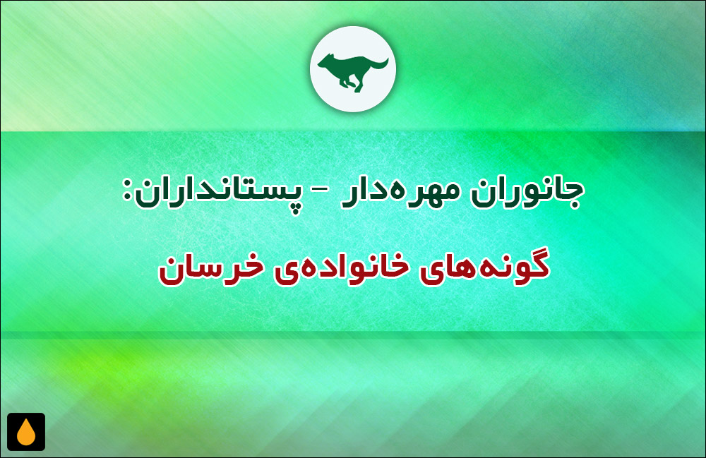 جانوران مهره‌دار - پستانداران: گونه‌های خانواده‌ی خرسان