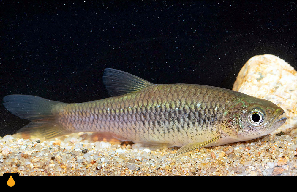Aphyocypris normalis