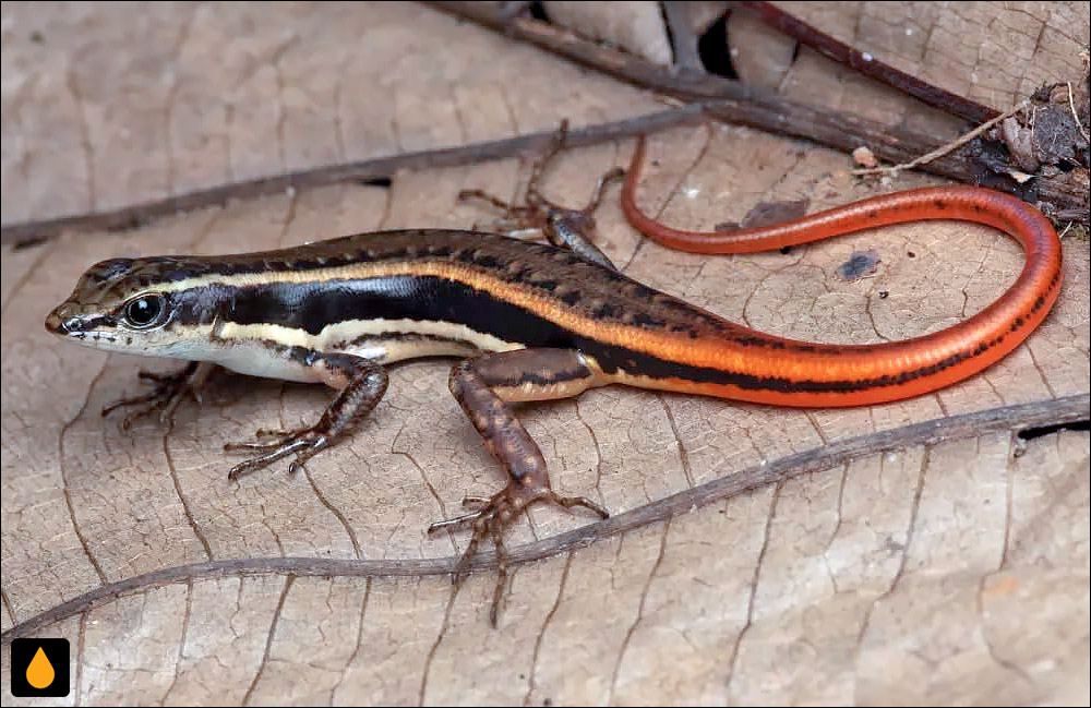 سقنقور جنگلی دوسومیه (سقنقور لاش‌برگ دوسومیه)