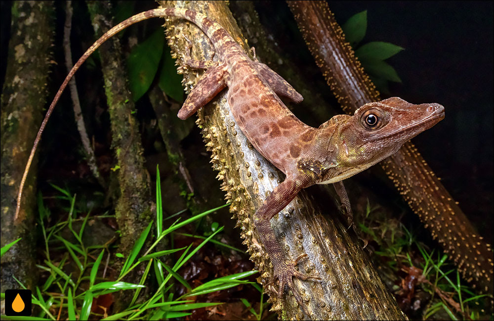 آنول نخستین