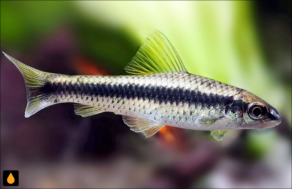Crossocheilus atrilimes