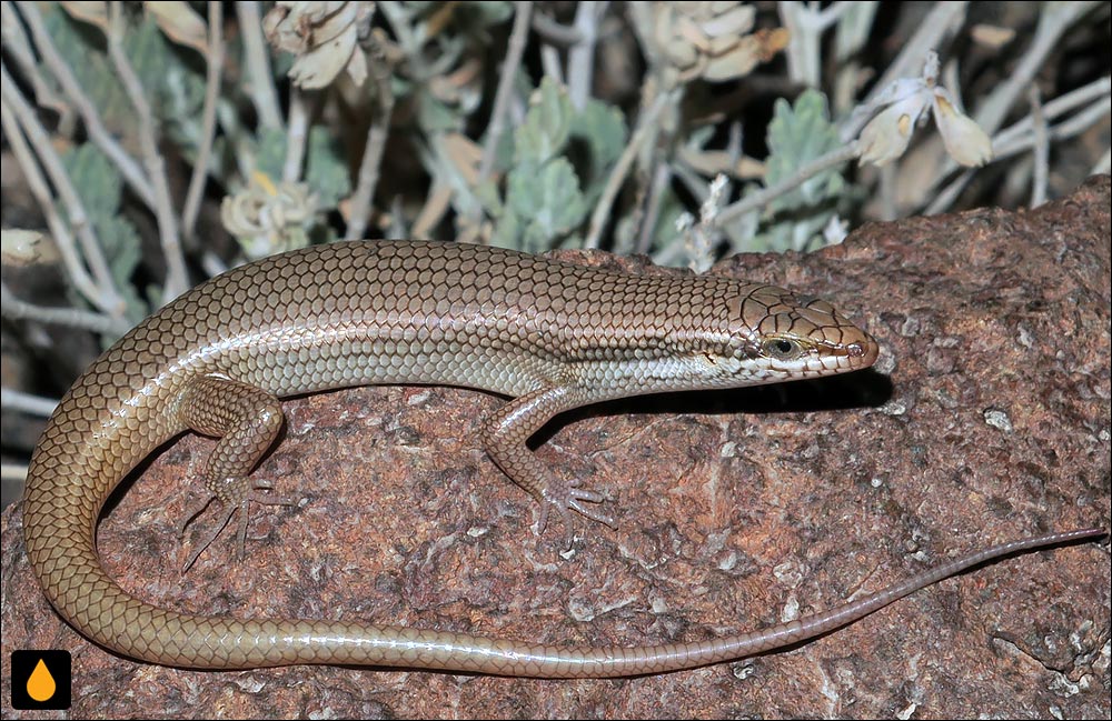 سقنقور کاشی‌نقش